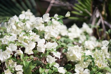 Yaz mevsiminde açık havada çiçek açan begonvillerin kapanışı..