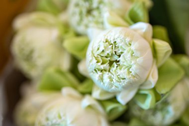 Nilüfer çiçeğine çok güzel katlanmış bir buket yapmak ve Budizm dininde dua etmeye hazır olmak için.