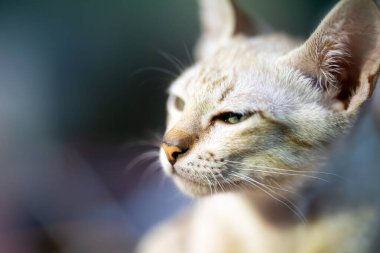 Açık kahverengi uskumru tekir palto ve delici yeşil gözler dikkatimizi çeker güzel bir kedi yavrusu bize bakarken..