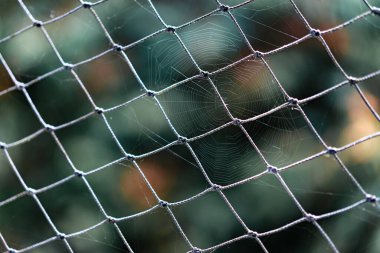 Büyüleyici örümcek ağları karmaşık demir çit ızgarasını süsleyerek doğanın sanatını büyüleyici bir şekilde gösteriyor..