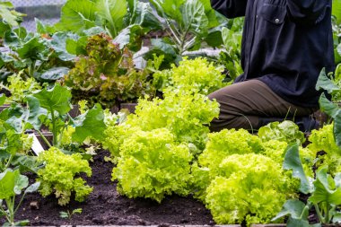 Çiftlikteki işçiler yeşil salata hasadı için taze sebze toplamakla meşguller. Yeşillik ve yemyeşil bitkiler arasında hareket ederler. Yumuşak yaprakları dikkatle elleriyle alırlar..