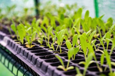 Ekmek için toprağa ekilen bir filizi kapatın. Toprakta büyüyen lahana filizleri. Toprak, büyüyen bitki için besin içerir..