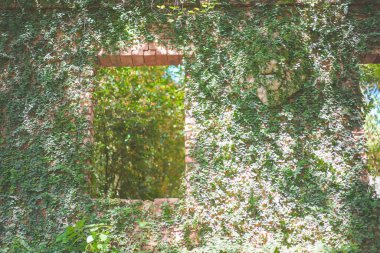 Antika kırmızı tuğla duvarda büyüyen yeşil sarmaşık bitkisi. Eski duvardaki birçok küçük yeşil yapraklar havadaki tozu azaltır.