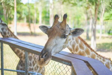 Yeşil ağaçların önündeki zürafayı kapat, kameraya bak. Meraklı zürafa sana bakıyor. Yakından bir portre çek..