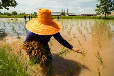 Farmers, wearing straw hats, are transplanting rice seedling in rice paddy fields, in rural area North East of Thailand. clipart