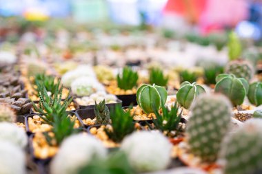 Parlayan küçük kaktüsler, evi dekore etmek için plastik tencereye konur. Bu da karantina koronavirüsündeki diğer hobi seçenekleri..