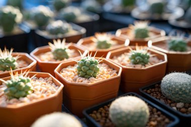 Parlayan küçük kaktüsler, evi dekore etmek için plastik tencereye konur. Bu da karantina koronavirüsündeki diğer hobi seçenekleri..