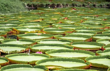 Lily Lotus 'un büyük LeAF' ına yakın açık arazideki bataklıkta..