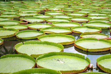 Lily Lotus 'un büyük LeAF' ına yakın açık arazideki bataklıkta..