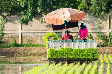 Professional local Asian farmer and agriculture vehicle machine transplant rice seediing in a paddy field in the open sky day. clipart