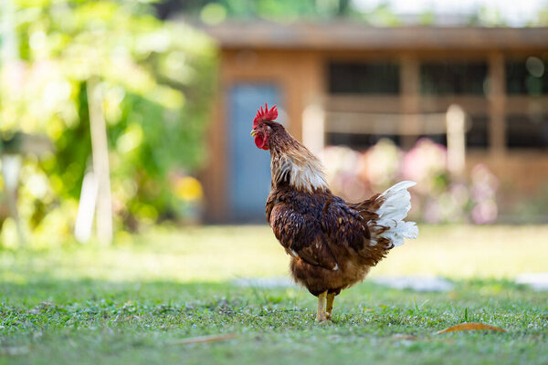 A brown Rhode Island Red half Australian chicken stands in a field of grass in the shadow of a tree. It takes an action long neck ready to crowing.
