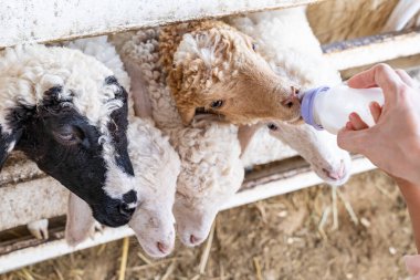 Kıvırcık saçlı güzel koyunlar beslenme şişesinden süt emer ve çimen yer ya da çitin arkasında bekleyen yetişkin ve çocuğu yaprak yapar..