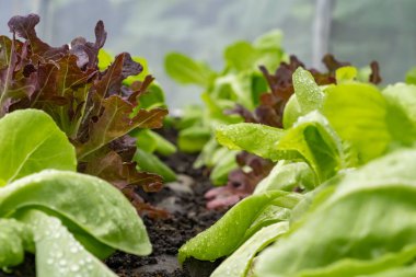 Yeşil yapraklı sebzeler ve russet sebzeleri yaprakların dalgalı kenarları vardır. Kısa ve sulu sapları olan..