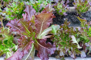 Yeşil yapraklı sebzeler ve russet sebzeleri yaprakların dalgalı kenarları vardır. Kısa ve sulu sapları olan..