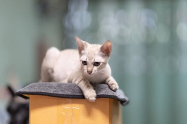 Şirin kedi bulanık arkaplandaki en üst karton kutudur. Şirin küçük kedi yavrusu oturuyor ve kutunun üstüne bakıyor..