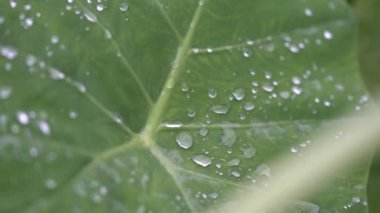 Sabahları yeşil yaprağın üzerindeki temiz ve parlak su damlacıklarının yakın çekim detayları. Bulanık arka planda şeffaf su çiği olan genç bir bitki..