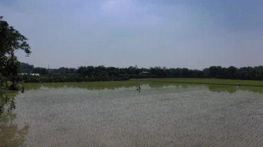 Çiftçi çeltik pirinç tarlasında ot ve çimenleri yok etmek, ekmek ya da toprağın kökünü kazımak için makineyi kullanıyor..