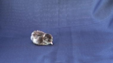 Bebek Mini Cochin Chick stüdyo ışığı altında koyu mavi kumaş arka planda.