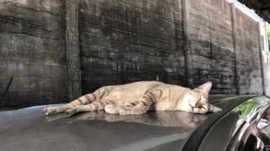 Kedi arabanın çatısında mışıl mışıl uyurken komik ve çirkin bir yüz yaptı..