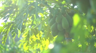 Dalgalı yeşil yaprakları olan bir papaya ağacı birçok olgunlaşmamış meyve verir.