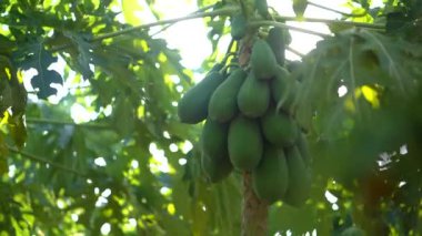 Dalgalı yeşil yaprakları olan bir papaya ağacı birçok olgunlaşmamış meyve verir.