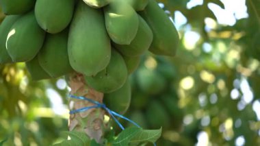 Dalgalı yeşil yaprakları olan bir papaya ağacı birçok olgunlaşmamış meyve verir.