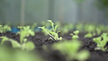 Seradaki organik sebzeler. Sazlı çatı böcekleri uzak tutar..