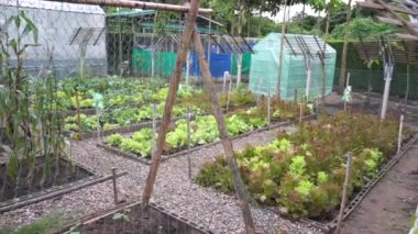 Yeşil yapraklı sebzeler ve russet sebzeleri yaprakların dalgalı kenarları vardır. Kısa ve sulu sapları olan..