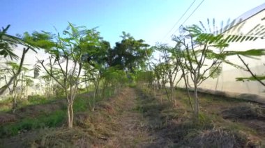 Tarım arazisi ve organik tarım bahçesi kavramı, Tayland 'da güvenli gıdalar için gelecekteki tarım. Organik bitkiler yetiştirmek..