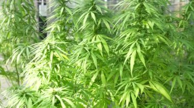 Sapı ve yaprakları güneşin altında olan yemyeşil bir marihuana bitkisi. İlaç yapımında tıbbi amaçlar için kullanılan bitkisel bir bitki. Sigara ve uyuşturucu yapmak için bir ot bitkisi..