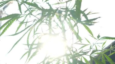 Sapı ve yaprakları güneşin altında olan yemyeşil bir marihuana bitkisi. İlaç yapımında tıbbi amaçlar için kullanılan bitkisel bir bitki. Sigara ve uyuşturucu yapmak için bir ot bitkisi..