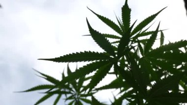 Sapı ve yaprakları güneşin altında olan yemyeşil bir marihuana bitkisi. İlaç yapımında tıbbi amaçlar için kullanılan bitkisel bir bitki. Sigara ve uyuşturucu yapmak için bir ot bitkisi..
