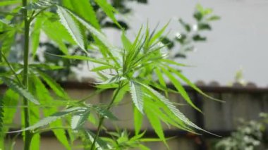 Sapı ve yaprakları güneşin altında olan yemyeşil bir marihuana bitkisi. İlaç yapımında tıbbi amaçlar için kullanılan bitkisel bir bitki. Sigara ve uyuşturucu yapmak için bir ot bitkisi..