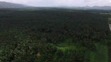 Hava görüntüsü, Tayland, Krabi 'de solmuş dağlarla dolu geniş bir palmiye plantasyonunun insansız hava aracı tarafından çekilmesidir..
