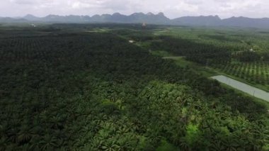 Hava görüntüsü, Tayland, Krabi 'de solmuş dağlarla dolu geniş bir palmiye plantasyonunun insansız hava aracı tarafından çekilmesidir..