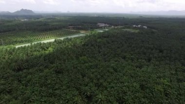 Hava görüntüsü, Tayland, Krabi 'de solmuş dağlarla dolu geniş bir palmiye plantasyonunun insansız hava aracı tarafından çekilmesidir..