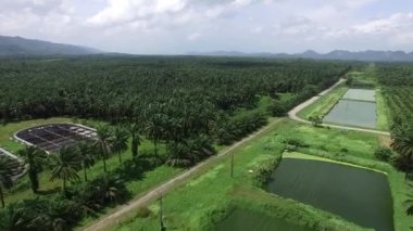 Hava görüntüsü, Tayland, Krabi 'de solmuş dağlarla dolu geniş bir palmiye plantasyonunun insansız hava aracı tarafından çekilmesidir..