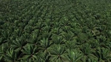 Hava görüntüsü, Tayland, Krabi 'de solmuş dağlarla dolu geniş bir palmiye plantasyonunun insansız hava aracı tarafından çekilmesidir..