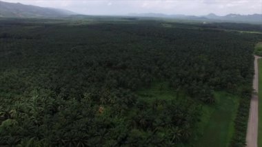 Hava görüntüsü, Tayland, Krabi 'de solmuş dağlarla dolu geniş bir palmiye plantasyonunun insansız hava aracı tarafından çekilmesidir..