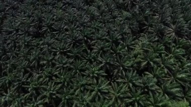 Hava görüntüsü, Tayland, Krabi 'de solmuş dağlarla dolu geniş bir palmiye plantasyonunun insansız hava aracı tarafından çekilmesidir..