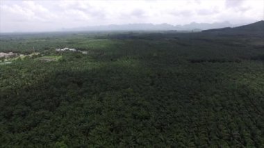 Hava görüntüsü, Tayland, Krabi 'de solmuş dağlarla dolu geniş bir palmiye plantasyonunun insansız hava aracı tarafından çekilmesidir..