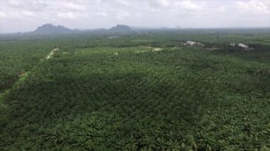 Hava görüntüsü, Tayland, Krabi 'de solmuş dağlarla dolu geniş bir palmiye plantasyonunun insansız hava aracı tarafından çekilmesidir..