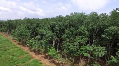 Surat Thani, Tayland 'da geniş bir Hevea Brasiliensis kauçuk tarlası manzarası. Tayland 'ın güneyinde bir sürü kauçuk ağaçla dolu yemyeşil tropikal orman.