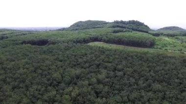 Surat Thani, Tayland 'da geniş bir Hevea Brasiliensis kauçuk tarlası manzarası. Tayland 'ın güneyinde bir sürü kauçuk ağaçla dolu yemyeşil tropikal orman.