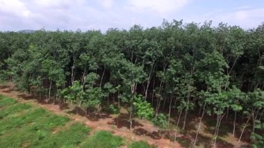 Surat Thani, Tayland 'da geniş bir Hevea Brasiliensis kauçuk tarlası manzarası. Tayland 'ın güneyinde bir sürü kauçuk ağaçla dolu yemyeşil tropikal orman.