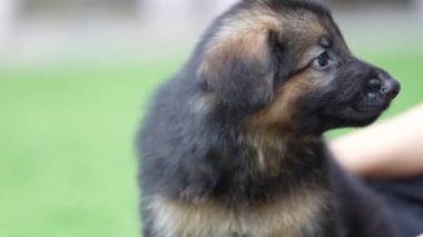 Sevimli bir Alsas Alman çoban köpeği, yemyeşil çimenlerin üzerinde neşeli bir şekilde tepinirken görülüyor, onun neşeli maskaralıklarına şahit olan herkese gülümseme getiriyor..