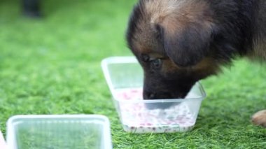Sevimli bir Alsas Alman çoban köpeği, yemyeşil çimenlerin üzerinde neşeli bir şekilde tepinirken görülüyor, onun neşeli maskaralıklarına şahit olan herkese gülümseme getiriyor..