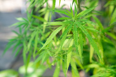 Sapı ve yaprakları güneşin altında olan yemyeşil bir marihuana bitkisi. İlaç yapımında tıbbi amaçlar için kullanılan bitkisel bir bitki. Sigara ve uyuşturucu yapmak için bir ot bitkisi.. 