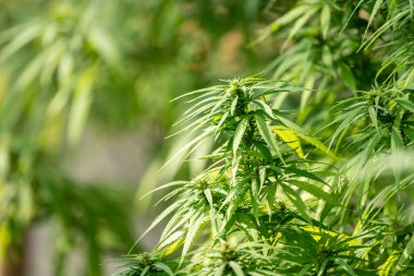 Sapı ve yaprakları güneşin altında olan yemyeşil bir marihuana bitkisi. İlaç yapımında tıbbi amaçlar için kullanılan bitkisel bir bitki. Sigara ve uyuşturucu yapmak için bir ot bitkisi.. 