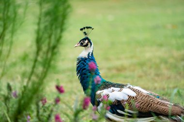 Parlak tavus kuşu kafası görülmeye değer bir manzara. Tüylerin canlı renkleri ve karmaşık detayları açıkça görülüyor. Bu çarpıcı kuşun güzelliğini ve ihtişamını gözler önüne seriyor.